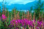 Fireweed, a.k.a. willow herb