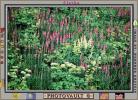 Fireweed,a.k.a. willow herb
