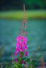 Fireweed, a.k.a. willow herb, OFFV07P08_04.2854