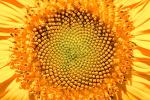 Sunflower, Symmetry, Geometric, Center, Spiral, fractal center
