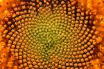 Sunflower, Spiral, Symmetry, Geometric, Center