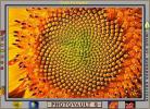 Sunflower, Symmetry, Geometric, Center, Spiral, OFFV07P09_15