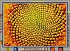 Sunflower, Symmetry, Geometric, Center, Spiral, OFFV07P09_17