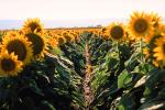Sunflower, Fields, OFFV07P10_02.2855