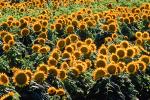 Sunflower, Fields, OFFV07P10_08.2855