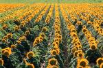 Sunflower, Fields, OFFV07P10_09.2855