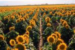 Sunflower, Fields, OFFV07P10_10.2854