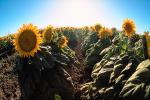 Sunflower, Fields, OFFV07P10_10.2855