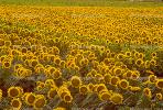 Sunflower, Fields, OFFV07P10_12.0146