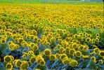 Sunflower, Fields, OFFV07P10_12B.0146