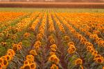 Sunflower, Fields, OFFV07P10_13.0754