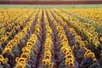 Rows Sunflower Plants, Field, Dixon California, OFFV07P10_14.0146