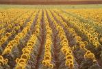 Rows Sunflower Plants, Field, Dixon California, OFFV07P10_14B.0146