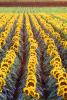 Rows Sunflower Plants, Field, Dixon California, OFFV07P10_14C.0146
