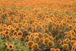 Sunflower, Fields, OFFV07P10_15.2855