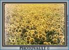 Sunflower, Fields, OFFV07P10_15