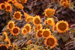 Sunflower, Fields, OFFV07P10_17.2855