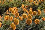 Sunflower, Fields, OFFV07P10_18.2855