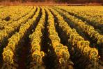 Rows of Sunflower Plants in a Field, Dixon California