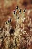 Star Thistle Plant, Starflower, OFFV07P11_07