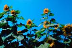 Sunflower, OFFV07P12_18.2855