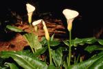Cala Lilies, Calla Lily, (Zantedeschia aethiopica), Monocots, Alismatales, OFFV07P13_18.2855