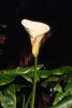 Cala Lilies, Calla Lily, (Zantedeschia aethiopica), Monocots, Alismatales, OFFV07P13_19.2855