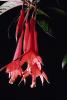 Bell Shaped Flower, Fuchsia, Columbine, OFFV07P14_04.2855