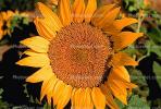 Sunflower, OFFV08P03_06.-2855