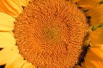 Sunflower, OFFV08P03_07.2855