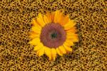 Sunflower, OFFV08P03_08