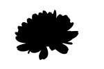 daisy silhouette, logo, shape