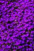 Deep Purple Flower Texture, OFFV08P10_17.2855