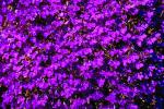 Deep Purple Flower Texture