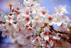 Cherry Blossom, OFFV08P13_19