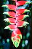 Hanging heliconia, Heliconia rostrata, OFFV09P04_14