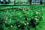 Flower Field, Daffodil