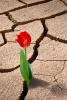 Cracked Earth, Flower, Craquelure, OFFV15P01_03B
