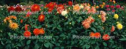 Dahlia, Panorama, This photo is a perfect super hi resolution seamless continuous image, the edges fit perfectly