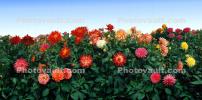 This photo is a perfect super hi resolution seamless continuous image, the edges fit perfectly, Dahlia, Panorama