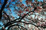 Blossoms, Springtime, OFFV18P02_07
