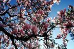 Blossoms, Springtime, OFFV18P02_15