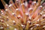 Protea Flower, Proteales, Proteaceae, Proteoideae, OFFV18P03_03