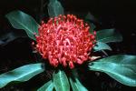 Protea Flower, Proteales, Proteaceae, Proteoideae, OFFV18P03_04