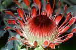 Protea Flower, Proteales, Proteaceae, Proteoideae, OFFV18P03_07