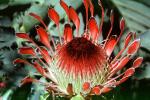 Protea Flower, Proteales, Proteaceae, Proteoideae, OFFV18P03_08
