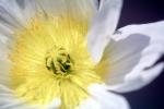 Fried Egg Flower, Coulter's Matilija Poppy, (Romneya coulteri), OFFV18P03_18