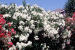 sinflower, Oleander, (Nerium Oleander), apocynaceae, poisonous flower, OFFV18P04_09