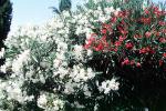 sinflower, Oleander, (Nerium Oleander), apocynaceae, poisonous flower, OFFV18P04_10