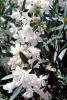 sinflower, Oleander, (Nerium Oleander), apocynaceae, poisonous flower, OFFV18P04_11